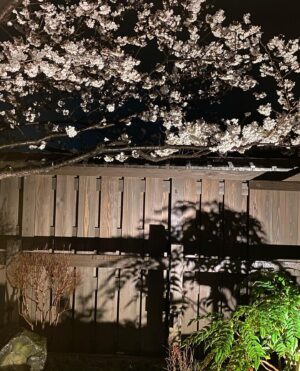 Donguri Instagram - 季節は移り変わっていて、お花屋さんがカラフルになって、山吹、バラ、小手毬、芝桜、色んなところでいろんな花が楽しめて嬉しい。

お花見してる時は、日本に生まれてよかったなあ。と、思う。

大きな木は、地元の方によるとパワースポットで、遠くからもいらっしゃるらしい。

毎日奇跡❣️💕
今日も最幸最強❣️💕❤️