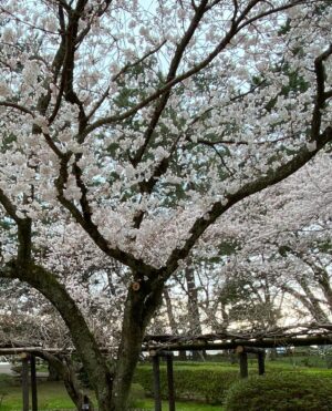 Donguri Instagram - 季節は移り変わっていて、お花屋さんがカラフルになって、山吹、バラ、小手毬、芝桜、色んなところでいろんな花が楽しめて嬉しい。

お花見してる時は、日本に生まれてよかったなあ。と、思う。

大きな木は、地元の方によるとパワースポットで、遠くからもいらっしゃるらしい。

毎日奇跡❣️💕
今日も最幸最強❣️💕❤️