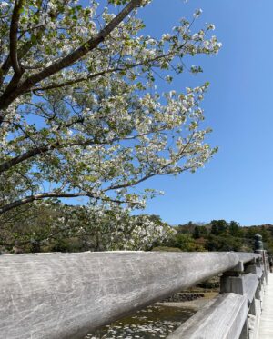 Donguri Instagram - 季節は移り変わっていて、お花屋さんがカラフルになって、山吹、バラ、小手毬、芝桜、色んなところでいろんな花が楽しめて嬉しい。

お花見してる時は、日本に生まれてよかったなあ。と、思う。

大きな木は、地元の方によるとパワースポットで、遠くからもいらっしゃるらしい。

毎日奇跡❣️💕
今日も最幸最強❣️💕❤️
