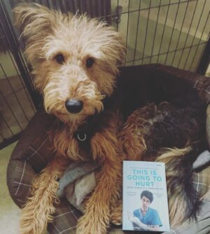 Dr Adam Kay Instagram - Slightly insulting that no one’s released a version of THIS IS GOING TO HURT with *my* face on. Anyway, you can now buy a Ben-Whishaw-themed copy. Includes a brand new introduction from me. Here’s a picture of my dog to sweeten the deal.