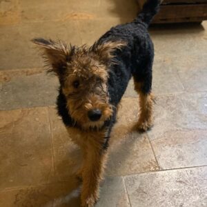 Dr Adam Kay Instagram - Not going to lie, I need to build up my Insta following before Kay’s Anatomy comes out in a couple of weeks, so here’s a picture of my puppy.