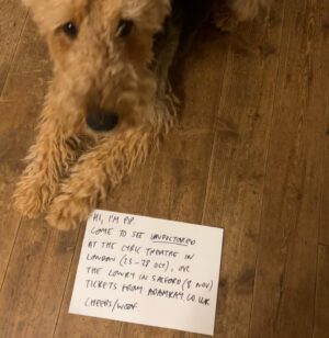 Dr Adam Kay Instagram - You wouldn’t say no to a dog, surely?