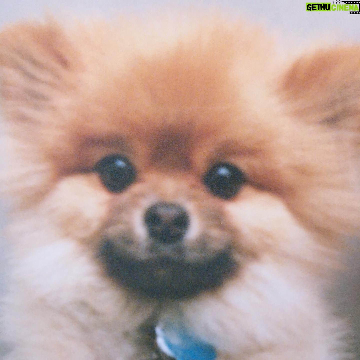 Dreama Walker - 1.1K Likes - We are devastated.
I donāt have the mental energy to compile all of the incredible things I could tell you about this pup. I loved being his momma. He brought more joy to others than most people could. He delighted in costumes and cuddles. I bought him in 2008 with my per diem money from the movie āGran Torinoā. I named him Samson Malakai Eastwood. He underwent major back surgery 3 years ago where he was given a 50/50 shot to live and he made it. He was going through heart failure and never let us know. He was still his upbeat, affectionate self while in pain. He was the most well behaved dog Iāll most likely ever own. He let my daughter pull his tail and never snapped at her. He peed and pooped on command. He visited me in the bathroom, followed me around the house. Loved me and our family endlessly. We loved him immensely. We are absolutely heartbroken. š Samson, you were such a blessing and a highlight of my life, Iām so glad you were a part of my family. I pray that youāre sitting in my momās lap somewhere, thatās the only way I can bear losing you.