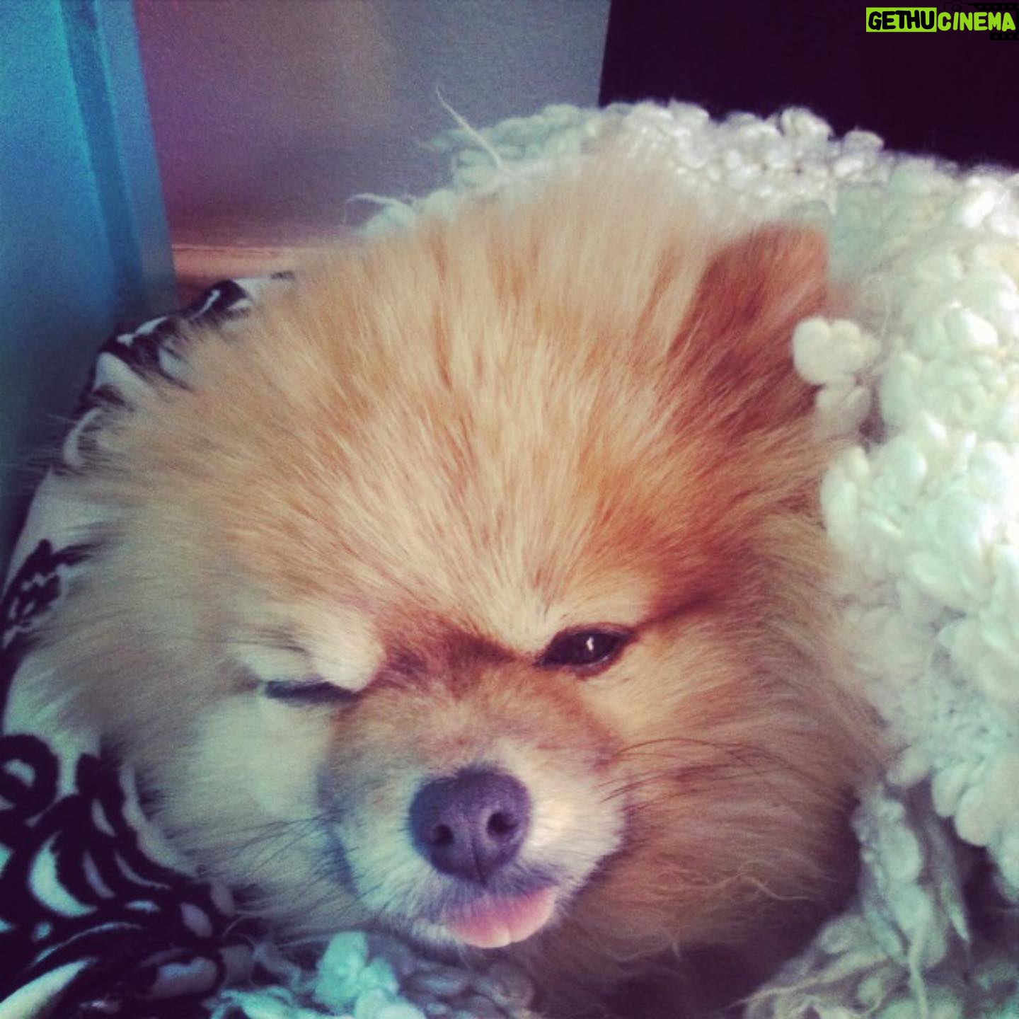 Dreama Walker - 1.1K Likes - We are devastated.
I donāt have the mental energy to compile all of the incredible things I could tell you about this pup. I loved being his momma. He brought more joy to others than most people could. He delighted in costumes and cuddles. I bought him in 2008 with my per diem money from the movie āGran Torinoā. I named him Samson Malakai Eastwood. He underwent major back surgery 3 years ago where he was given a 50/50 shot to live and he made it. He was going through heart failure and never let us know. He was still his upbeat, affectionate self while in pain. He was the most well behaved dog Iāll most likely ever own. He let my daughter pull his tail and never snapped at her. He peed and pooped on command. He visited me in the bathroom, followed me around the house. Loved me and our family endlessly. We loved him immensely. We are absolutely heartbroken. š Samson, you were such a blessing and a highlight of my life, Iām so glad you were a part of my family. I pray that youāre sitting in my momās lap somewhere, thatās the only way I can bear losing you.