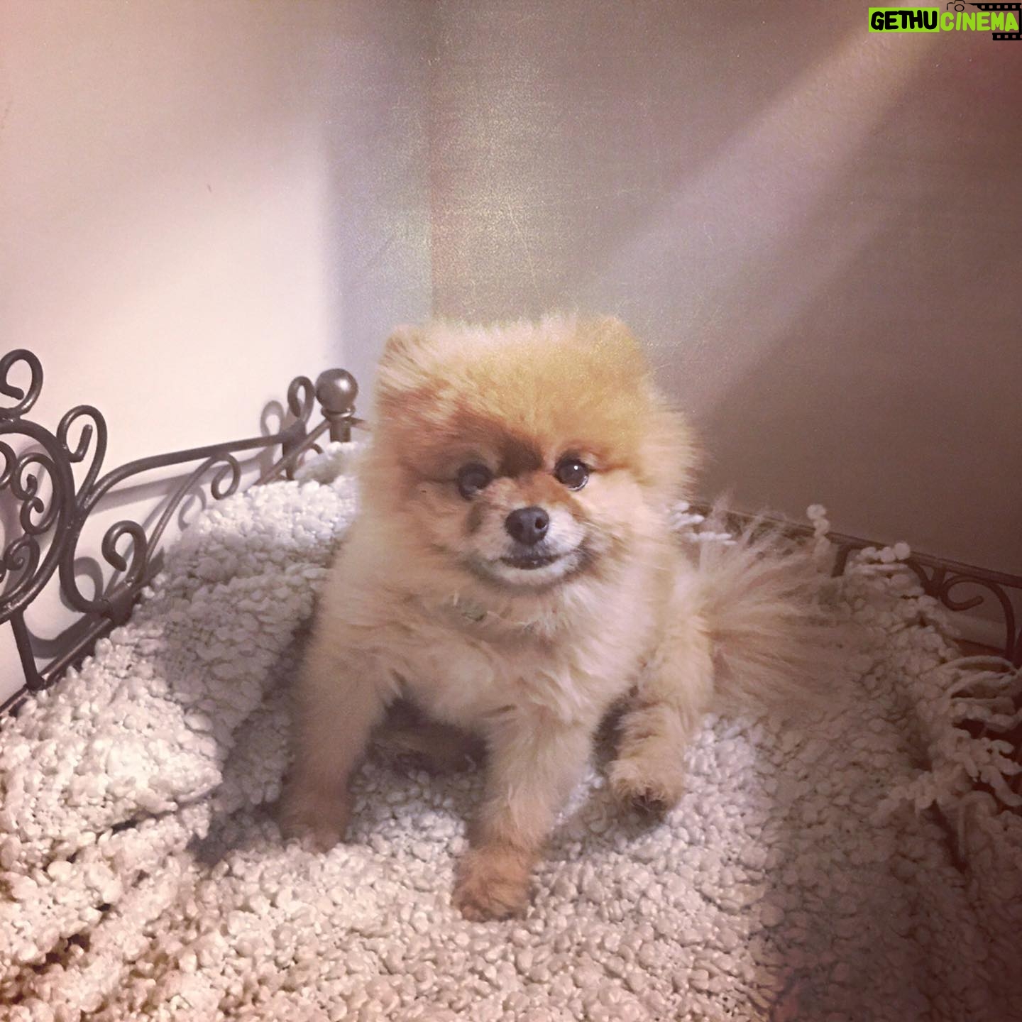 Dreama Walker - 1.1K Likes - We are devastated.
I donāt have the mental energy to compile all of the incredible things I could tell you about this pup. I loved being his momma. He brought more joy to others than most people could. He delighted in costumes and cuddles. I bought him in 2008 with my per diem money from the movie āGran Torinoā. I named him Samson Malakai Eastwood. He underwent major back surgery 3 years ago where he was given a 50/50 shot to live and he made it. He was going through heart failure and never let us know. He was still his upbeat, affectionate self while in pain. He was the most well behaved dog Iāll most likely ever own. He let my daughter pull his tail and never snapped at her. He peed and pooped on command. He visited me in the bathroom, followed me around the house. Loved me and our family endlessly. We loved him immensely. We are absolutely heartbroken. š Samson, you were such a blessing and a highlight of my life, Iām so glad you were a part of my family. I pray that youāre sitting in my momās lap somewhere, thatās the only way I can bear losing you.