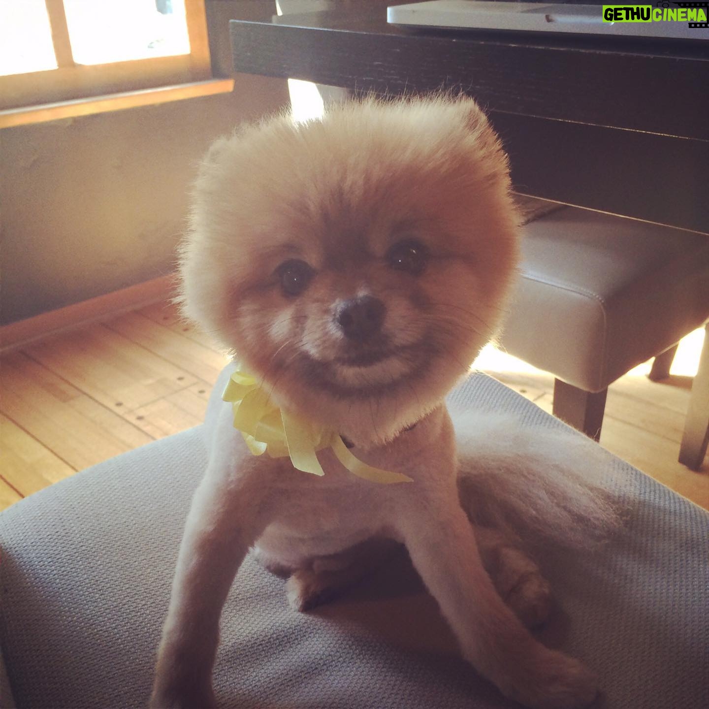 Dreama Walker - 1.1K Likes - We are devastated.
I donāt have the mental energy to compile all of the incredible things I could tell you about this pup. I loved being his momma. He brought more joy to others than most people could. He delighted in costumes and cuddles. I bought him in 2008 with my per diem money from the movie āGran Torinoā. I named him Samson Malakai Eastwood. He underwent major back surgery 3 years ago where he was given a 50/50 shot to live and he made it. He was going through heart failure and never let us know. He was still his upbeat, affectionate self while in pain. He was the most well behaved dog Iāll most likely ever own. He let my daughter pull his tail and never snapped at her. He peed and pooped on command. He visited me in the bathroom, followed me around the house. Loved me and our family endlessly. We loved him immensely. We are absolutely heartbroken. š Samson, you were such a blessing and a highlight of my life, Iām so glad you were a part of my family. I pray that youāre sitting in my momās lap somewhere, thatās the only way I can bear losing you.