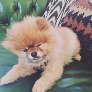 Dreama Walker Instagram - We are devastated. 
I don’t have the mental energy to compile all of the incredible things I could tell you about this pup. I loved being his momma. He brought more joy to others than most people could. He delighted in costumes and cuddles. I bought him in 2008 with my per diem money from the movie ‘Gran Torino’. I named him Samson Malakai Eastwood. He underwent major back surgery 3 years ago where he was given a 50/50 shot to live and he made it. He was going through heart failure and never let us know. He was still his upbeat, affectionate self while in pain. He was the most well behaved dog I’ll most likely ever own. He let my daughter pull his tail and never snapped at her. He peed and pooped on command. He visited me in the bathroom, followed me around the house. Loved me and our family endlessly. We loved him immensely. We are absolutely heartbroken. 💔 Samson, you were such a blessing and a highlight of my life, I’m so glad you were a part of my family. I pray that you’re sitting in my mom’s lap somewhere, that’s the only way I can bear losing you.