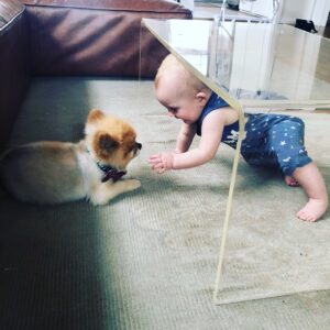 Dreama Walker Instagram - We are devastated. 
I don’t have the mental energy to compile all of the incredible things I could tell you about this pup. I loved being his momma. He brought more joy to others than most people could. He delighted in costumes and cuddles. I bought him in 2008 with my per diem money from the movie ‘Gran Torino’. I named him Samson Malakai Eastwood. He underwent major back surgery 3 years ago where he was given a 50/50 shot to live and he made it. He was going through heart failure and never let us know. He was still his upbeat, affectionate self while in pain. He was the most well behaved dog I’ll most likely ever own. He let my daughter pull his tail and never snapped at her. He peed and pooped on command. He visited me in the bathroom, followed me around the house. Loved me and our family endlessly. We loved him immensely. We are absolutely heartbroken. 💔 Samson, you were such a blessing and a highlight of my life, I’m so glad you were a part of my family. I pray that you’re sitting in my mom’s lap somewhere, that’s the only way I can bear losing you.