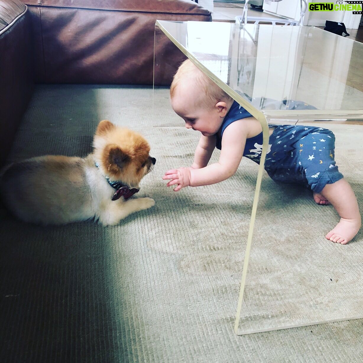 Dreama Walker - 1.1K Likes - We are devastated.
I donāt have the mental energy to compile all of the incredible things I could tell you about this pup. I loved being his momma. He brought more joy to others than most people could. He delighted in costumes and cuddles. I bought him in 2008 with my per diem money from the movie āGran Torinoā. I named him Samson Malakai Eastwood. He underwent major back surgery 3 years ago where he was given a 50/50 shot to live and he made it. He was going through heart failure and never let us know. He was still his upbeat, affectionate self while in pain. He was the most well behaved dog Iāll most likely ever own. He let my daughter pull his tail and never snapped at her. He peed and pooped on command. He visited me in the bathroom, followed me around the house. Loved me and our family endlessly. We loved him immensely. We are absolutely heartbroken. š Samson, you were such a blessing and a highlight of my life, Iām so glad you were a part of my family. I pray that youāre sitting in my momās lap somewhere, thatās the only way I can bear losing you.