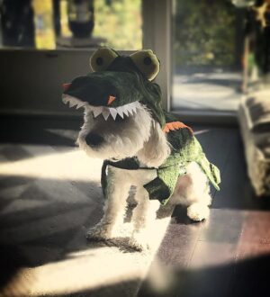 Drew Van Acker Instagram - Hey @petco , think he loves it!! 🐊 #petcohalloween #petcopartner