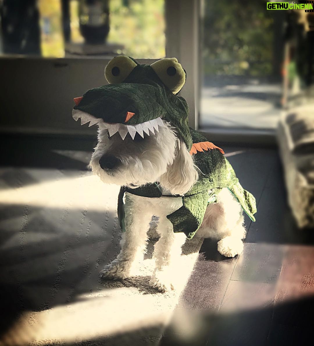 Drew Van Acker - 19.2K Likes - Hey @petco , think he loves it!! 🐊 #petcohalloween #petcopartner