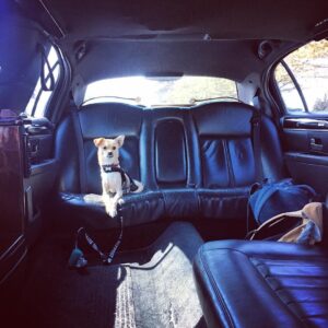 Dustin Milligan Instagram - 