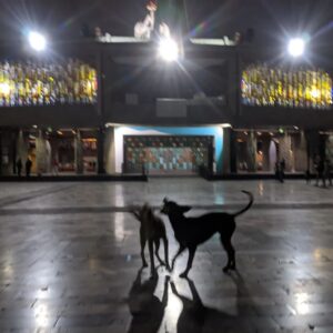 Dwayne Cameron Instagram - Animal Kingdom or a Higher Kingdom...

Dogs fighting on Halloween night outside the Basilica of Our Lady of Guadalupe, the chief religious centre of Mexico, and the most visited pilgrimage site in the world.

#basilicaofourladyofguadalupe #ourladyguadalupe 
#basilicaofguadalupe