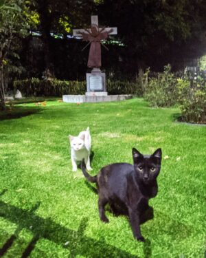 Dwayne Cameron Instagram - I took this photo at midnight on Halloween night in Mexico City. I was exploring the city surrounded by the Day of the Dead parades and festivities and at the end of the day ended up at the Basilica of Our Lady of Guadalupe which is the chief religious centre of Mexico, and the most visited pilgrimage site in the world. I was pondering the big things in life and the universe, asking questions, looking for signs. I turn around and saw these two stray black and white cats and I instantly took this photo. It was a moment I'll never forget.

#basilicaofourladyofguadalupe #ourladyguadalupe 
#basilicaofguadalupe