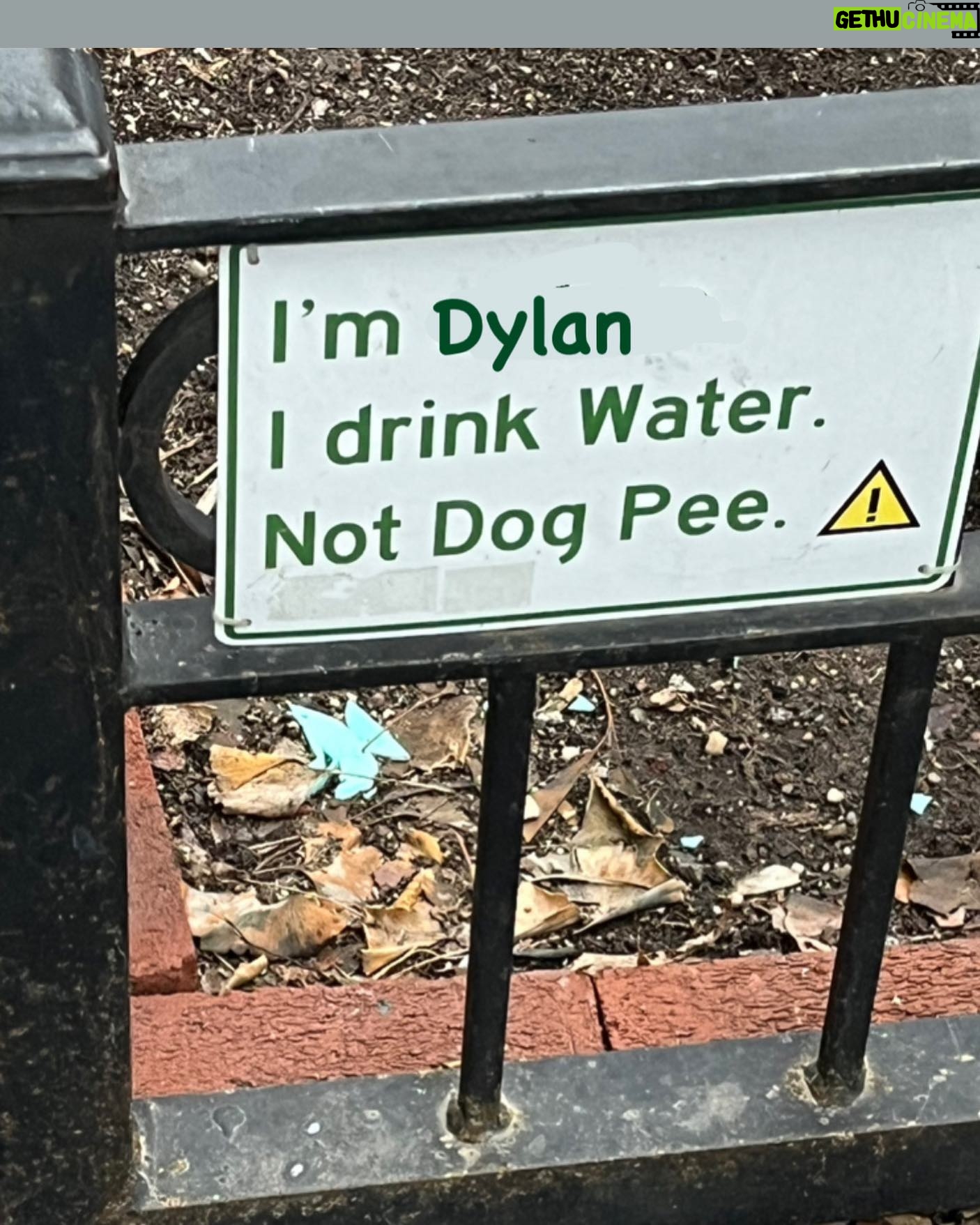 Dylan Gelula - 2.6K Likes -