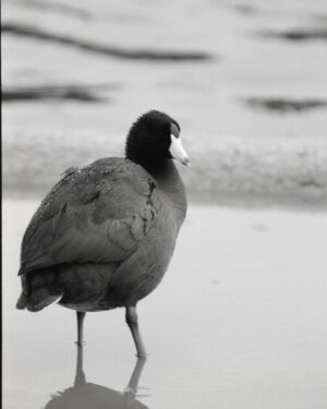 Dylan Riley Snyder Instagram - Wanted to share some of my favorite bird photos I’ve taken on film! #35mm