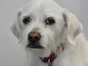 Eden Riegel Instagram - In loving memory of our dog Riley Miller. Riley died this morning, peacefully in his sleep, surrounded by family. He gave us 17 marvelous years of love and joy. He was born the year of our marriage and was our first child. He saw the birth of our two (human) children, and has been their constant companion and big brother. He protected them from countless balloons, mail deliveries, overhead jet planes, and strangers riding bicycles or wearing large hats. A terrier mix rescue, he lived up to his breed’s reputation. Whip smart and stubborn, he was a rascal nearly to the end. His profound humanity and depth was easily glimpsed in his soulful eyes. And his bouncy, agile gait and youthful enthusiasm fooled many a passerby into thinking he was a puppy well into his super-geriatric years. He looked so approachable but barked AND bit, and only wanted to be nuzzled by his people. (If you met Riley three times, you were forevermore his people.) It will be impossible to get used to life without him. He was the goodest good boy in the whole wide world. Goodbye, Riley. And thank you. ❤️❤️❤️