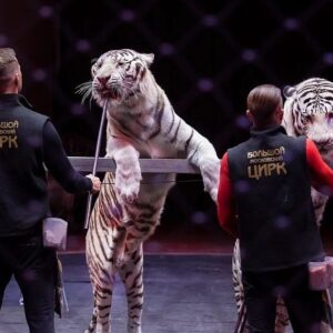 Edgard Zapashnyy Instagram - Свежие фото с прошедшей в цирке @circus_ciniselli Открытой Репетиции.
Это было интересно,весело,познавательно и полезно!
За фото спасибо @elenablednykh 😍
#циркбратьевзапашных #большоймосковскийцирк #росгосцирк #этопитердетка #нашаработа #цирк#оченьинтересно #запашные