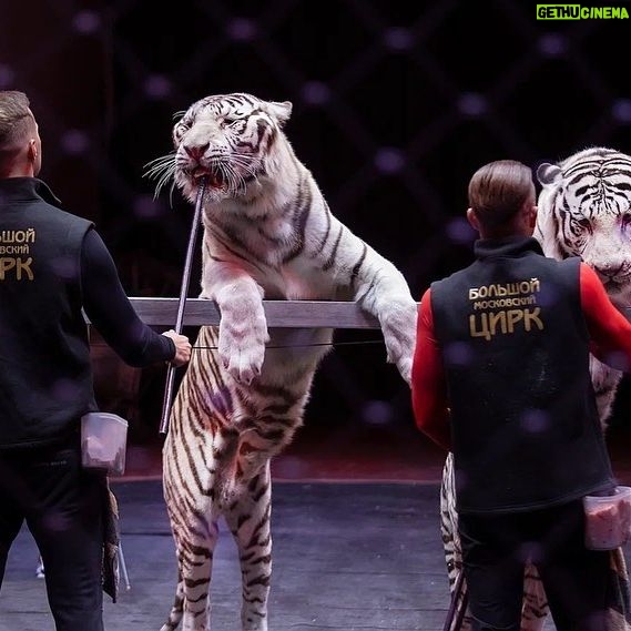 Edgard Zapashnyy - 2.2K Likes - Свежие фото с прошедшей в цирке @circus_ciniselli Открытой Репетиции.
Это было интересно,весело,познавательно и полезно!
За фото спасибо @elenablednykh 😍
#циркбратьевзапашных #большоймосковскийцирк #росгосцирк #этопитердетка #нашаработа #цирк#оченьинтересно #запашные