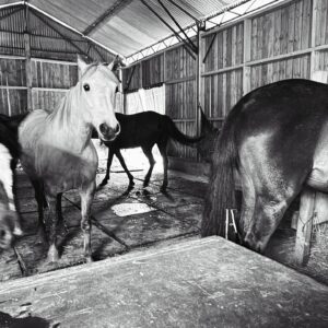 Eduardo Fuentes Instagram - Cabalgata en la campiña