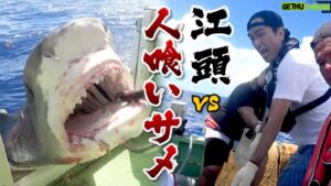 Egashira 2:50 Instagram - 今夜のエガちゃんねるは‼️

【衝撃】江頭vs200kg超え巨大人喰いザメ

深夜2:50公開です！
お楽しみに！

youtube.com/@EGA-CHANNEL?s…

ブリーフ団より