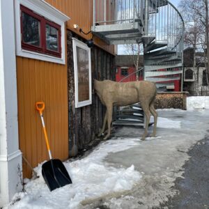 Eili Harboe Instagram - Lilyhammer