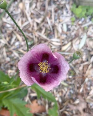 Élie Semoun Instagram - Visite de mon jardin plus vraiment secret