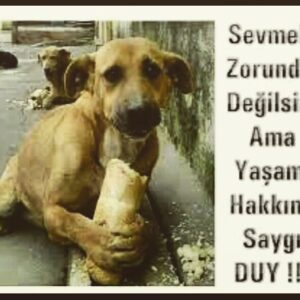 Elif İnci Instagram - Ey insanoğlu 
bu dünya sadece bize ait değil unutma,unutturma !#4ekimhayvanlarıkorumagünü #birgündeğilhergün #hayvanlarolmadanasla #vicdanlıol