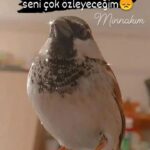 Elif İnci
