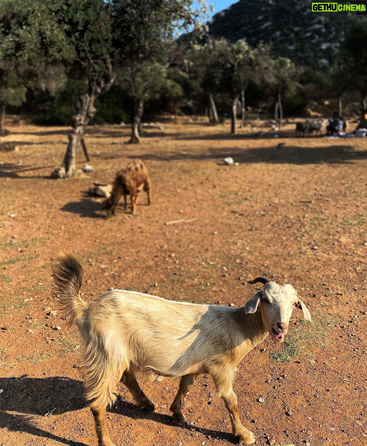 Elif Özkul - 781 Likes - Önümde deniz,arkamda zeytinlik, gün batımında gelen keçiler:) 🐐🐐 burası Marmaris’in cennet köşesi olabilir💚