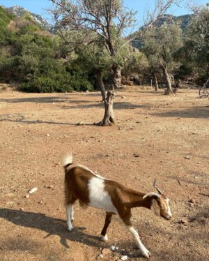 Elif Özkul Instagram - Önümde deniz,arkamda zeytinlik, gün batımında gelen keçiler:) 🐐🐐 burası Marmaris’in cennet köşesi olabilir💚
