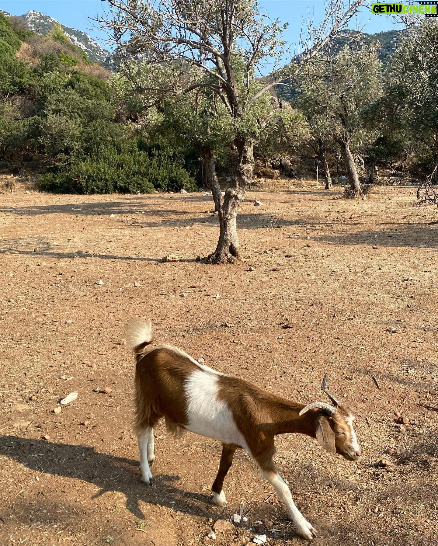 Elif Özkul - 781 Likes - Önümde deniz,arkamda zeytinlik, gün batımında gelen keçiler:) 🐐🐐 burası Marmaris’in cennet köşesi olabilir💚