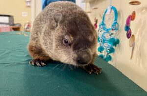 Elissa Slotkin Instagram - It’s not every day you get to meet a local legend! What fun to join Woody, Michigan’s official Woodchuck, and her friends at the @howellnaturecenter for today’s #groundhogday celebration. 

Woody says we’ll have six more weeks of winter. That other guy Phil thinks it’ll be an early spring, but we know history has shown that a Michigan woodchuck is far more reliable than a Pennsylvania groundhog.

That’s why I’ve proclaimed today #WoodchuckDay in Michigan’s 7th District. Thank you, Woody, and the entire staff at Howell Nature Center for keeping this American tradition alive.