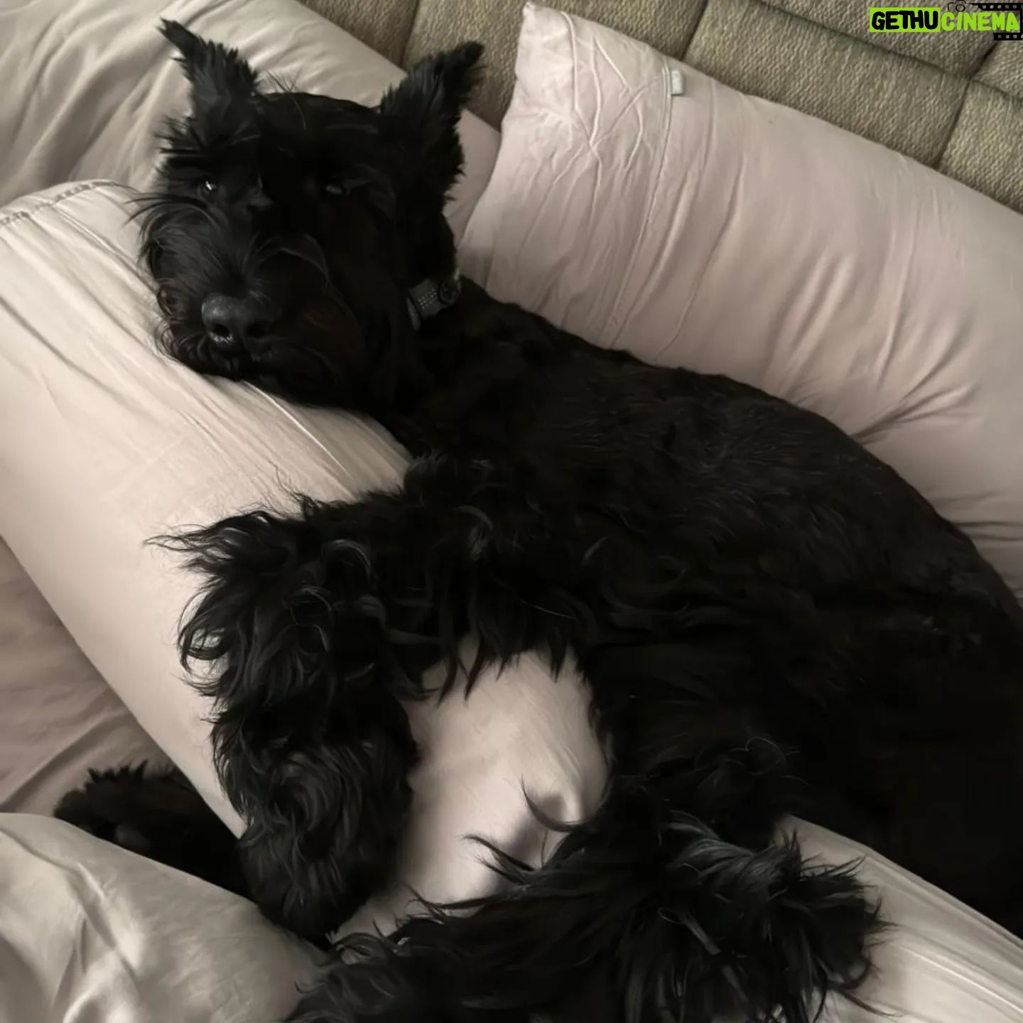 Elvin Ng - 2.2K Likes - Life would be #ruff without you. 🐾🐾🐶🐶 #furrykids #pawrents