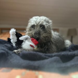 Emily Gravett Instagram - Happy 5th birthday to my lovely dog Dilys! 
What a lot of joy she brings.
Pictured here with her new toy sent to her from my mum
#birthdaydog #beddywhippet #best #dog #bestdogever #lurcherlove