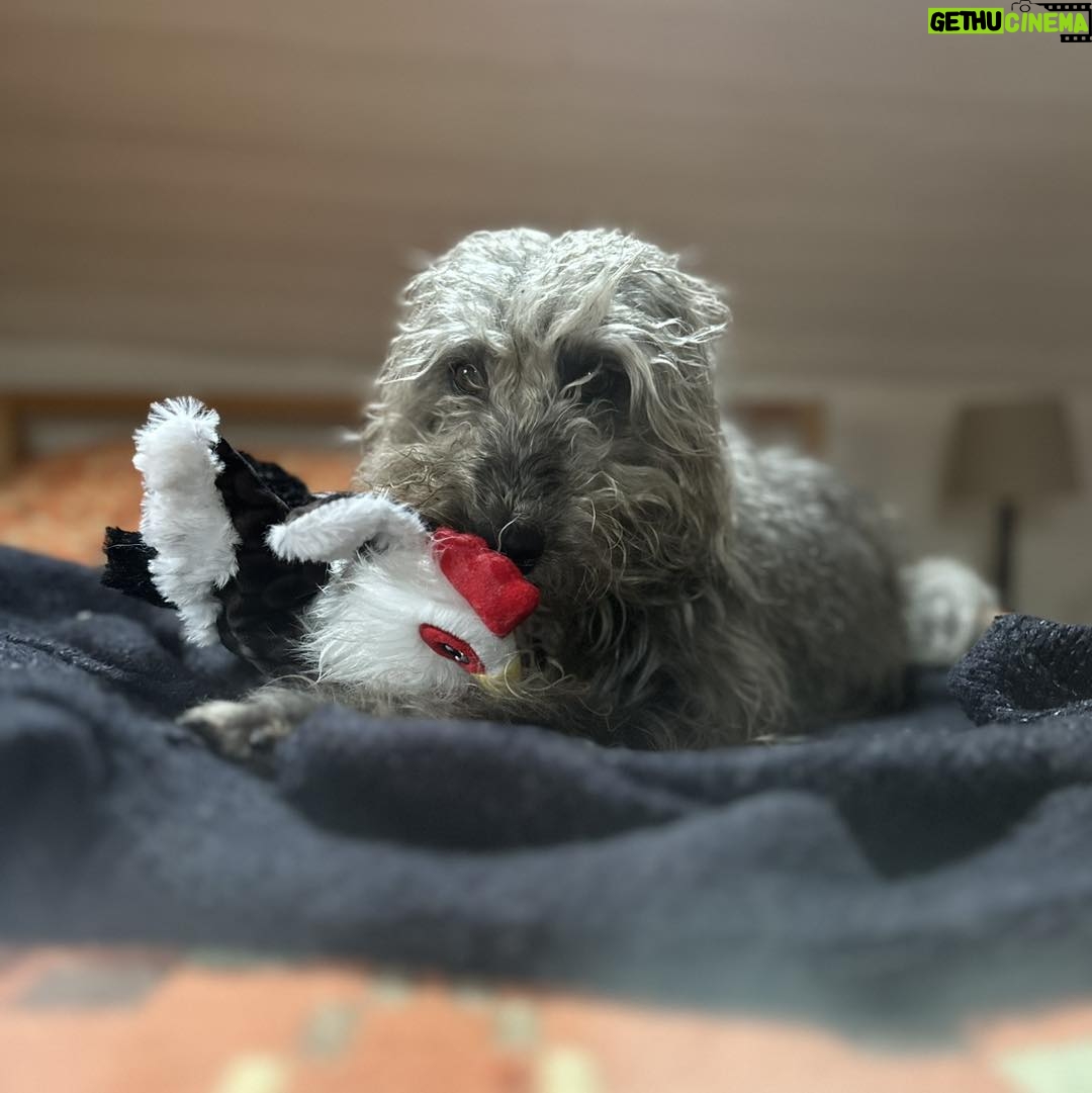 Emily Gravett - 894 Likes - Happy 5th birthday to my lovely dog Dilys!
What a lot of joy she brings.
Pictured here with her new toy sent to her from my mum
#birthdaydog #beddywhippet #best #dog #bestdogever #lurcherlove