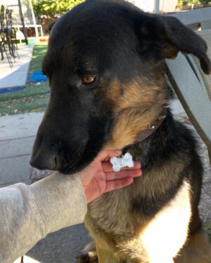 Emily Rios Instagram - My sweet Samson. You were the best boy. Thank you for showering us with all of your love. We’re going to miss you but I’m glad you’re no longer suffering. I know you’re getting all your favorite treats… as you should be. I’ll love you forever, my handsome boy.