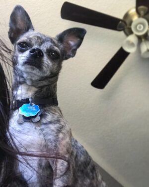 Emily Serpico Instagram - I love my baby ❤️ #chihuahua #chihuahuasofinstagram #dogsofinstagram #buddy #baby
