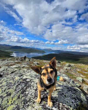 Emma Kimiläinen Instagram - A week in Lapland with Tyson, some friends and family. Met some amazing new people too. 

Food for my soul 🌱🫶

#rescuedog #adoptdontshop #rescueanimals #lapland #visitlapland #visitfinland #kilpisjärvi #levi #finland #ourfinland #hiking #outdoor