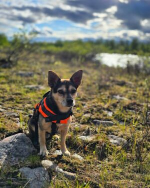 Emma Kimiläinen Instagram - A week in Lapland with Tyson, some friends and family. Met some amazing new people too. 

Food for my soul 🌱🫶

#rescuedog #adoptdontshop #rescueanimals #lapland #visitlapland #visitfinland #kilpisjärvi #levi #finland #ourfinland #hiking #outdoor