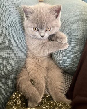 Emre Bey Instagram - Biraz mutsuz 🐱