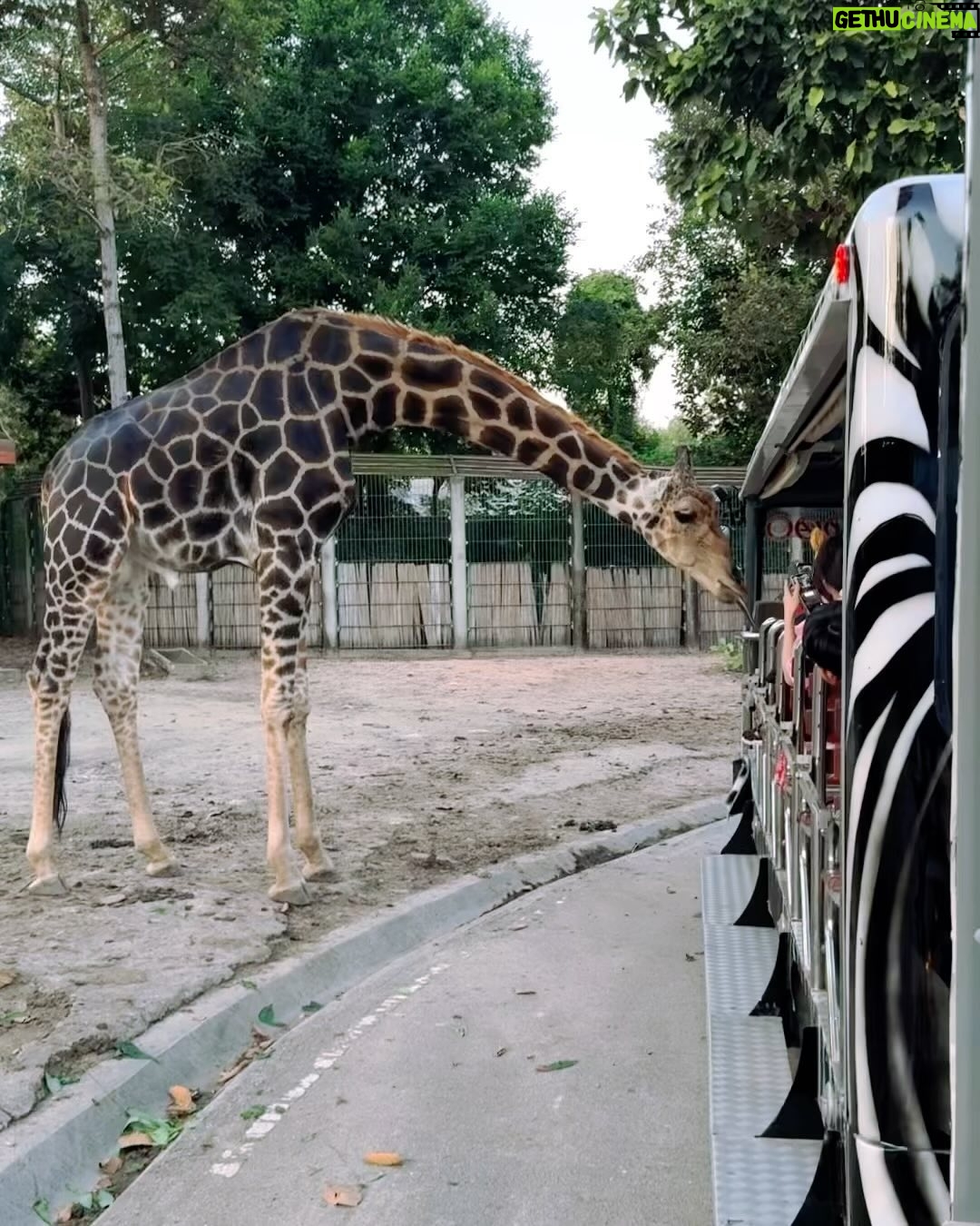 En Mei - 3 Likes - Went back to Chiang Mai again. It’s the perfect place to chill and work remotely ✨good food and good vibes, what more can I ask for?
1: Giraffes make me feel better about my posture 🥰
2: Self tapes abroad
3: Glorious views from “home”
4: 📍Withilarb Chareonmuang วิถีลาบ เจริญเมือง
5: Goals goals goals 👑
6: 📍Khao Soi Lung Prakit Kad Kom ข้าวซอยลุงประกิจกาดก้อม
7: I didn’t know tigers were such good swimmers!
8: Photo bombing the cute giraffe
9: 📍Blue Noodle
10: Silly birds 🦜
-
#chiangmai #清邁 #nightsafari #thailand