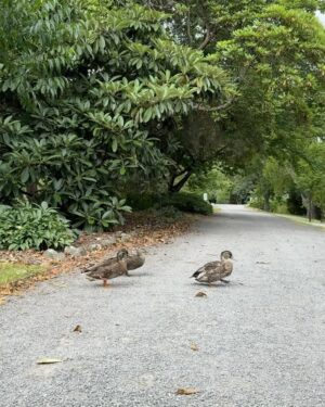 En Mei Instagram - 1: 基督城公園的這些樹不輸阿里山神木
 （botanic garden允許我們坐在上面）
2: 哇好大！
3: 鴨鴨好可愛
4: 美術館有好多紐西蘭原住民的作品
5: 😍

—-
Top: @tach_clothing 
Jeans: @levis_taiwan 
Kicks: @nike M2K Tekno