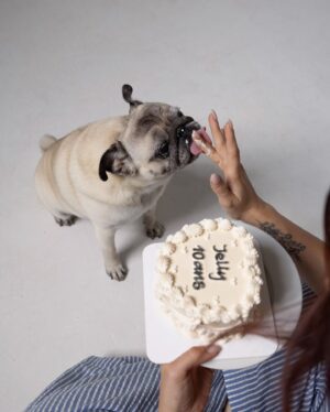 EnjoyPhoenix Instagram - Mon petit cœur aujourd’hui tu as 10 ans 🖤 Je n’aurais jamais imaginé à quel point tu as allais changer ma vie entière, un si petit être et votre monde entier est bouleversé 🥹 10 ans c’est pas rien pour une si petite chose, merci de faire partie de ma vie ✨🐶