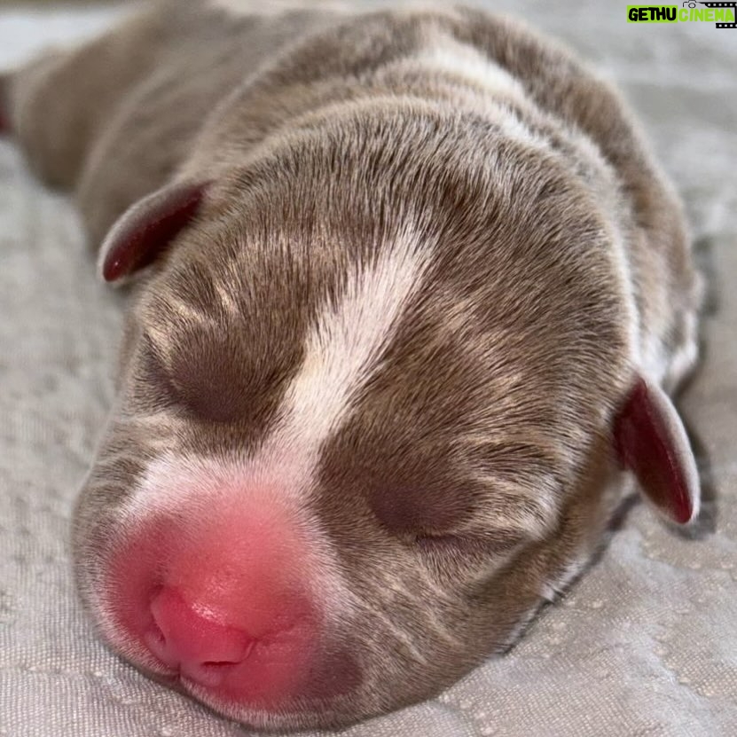 Enzo Salvi - 2.2K Likes - PROTEGGERE E’ LA PIU BELLA VOCE DEL VERBO AMARE ❤️La Principessa ❤️( PITBULL )