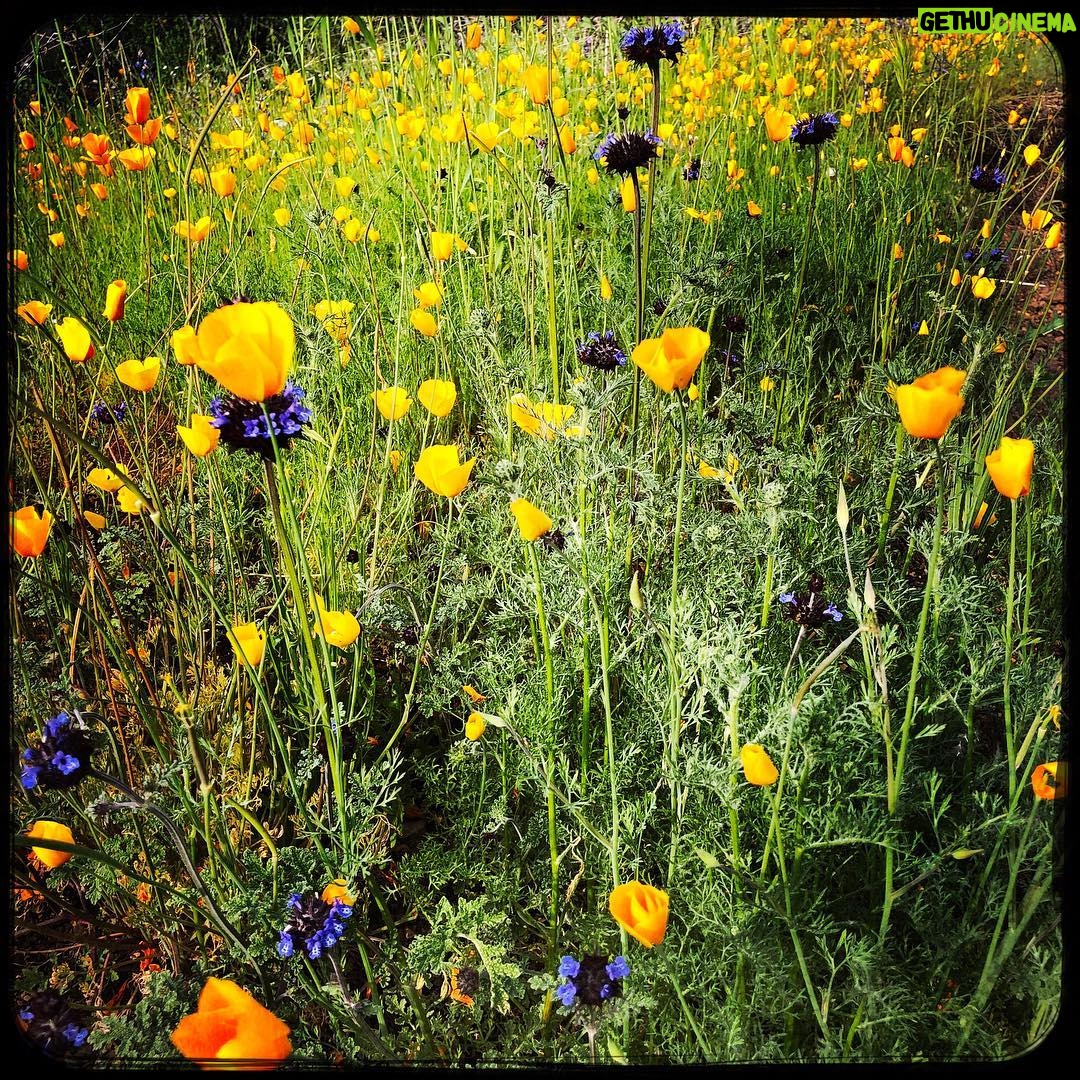 Eric Burdon - 0.9K Likes - There is no planet b. People have the power to change and prevent. Mother earth is waiting for you… Help the future of our planet 🌎 🌺 🌎
#motherearth
#memphisslim
#earthday
#iphonex 📷 credit @marianna_burdon
