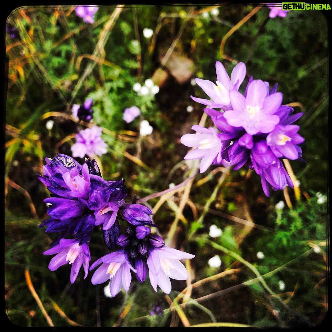 Eric Burdon - 0.9K Likes - There is no planet b. People have the power to change and prevent. Mother earth is waiting for you… Help the future of our planet 🌎 🌺 🌎
#motherearth
#memphisslim
#earthday
#iphonex 📷 credit @marianna_burdon