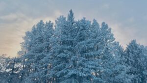 Eric Johnson Instagram - Winter Frost 
#fortsaskatchewan #Alberta #Canada 
Dec 26th 2018.