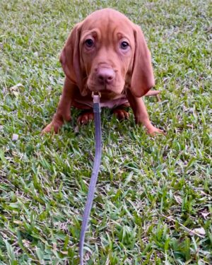 Erika Heynatz Instagram - Such a cherished member of our little family. Happy Birthday Whiskey. When your tail wags, so do ours. Thanks for sharing absolutely every toilet excursion with me. Next level intimacy. You've administered more kisses in two years than anyone else on the planet and given Charlie the sister he always wanted. So lucky. Dogs are the very, very best.