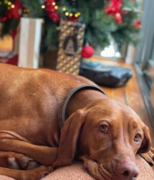 Erika Heynatz Instagram - Stuffed full of all the good things again this year! I am merry, jolly although not feeling especially light. Love and oinks of pure merriment to all who are hoovering the leftovers with gusto while playing cards.